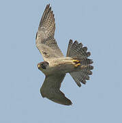 Peregrine Falcon