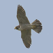 Peregrine Falcon