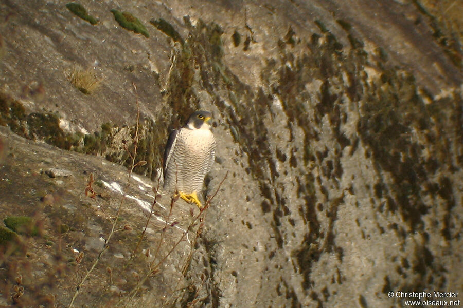 Peregrine Falcon