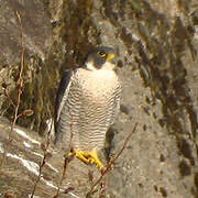 Peregrine Falcon