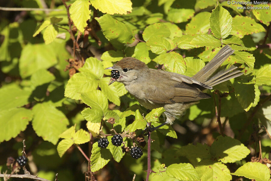 Eurasian Blackcap, feeding habits