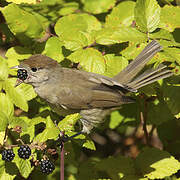 Eurasian Blackcap