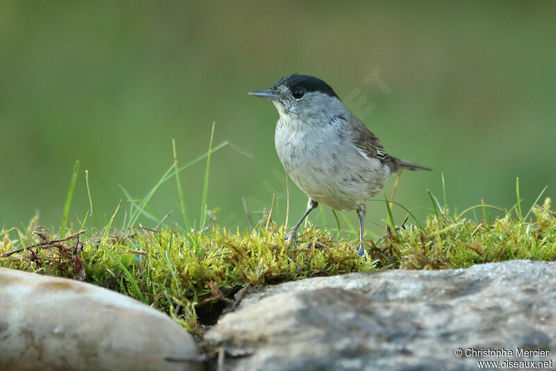 Eurasian Blackcap