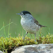 Eurasian Blackcap