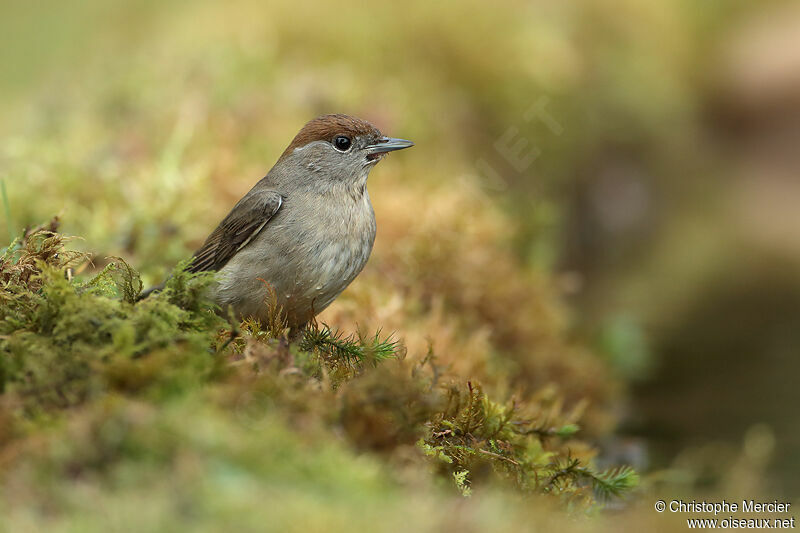 Eurasian Blackcap