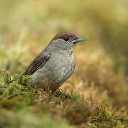 Eurasian Blackcap