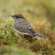 Eurasian Blackcap