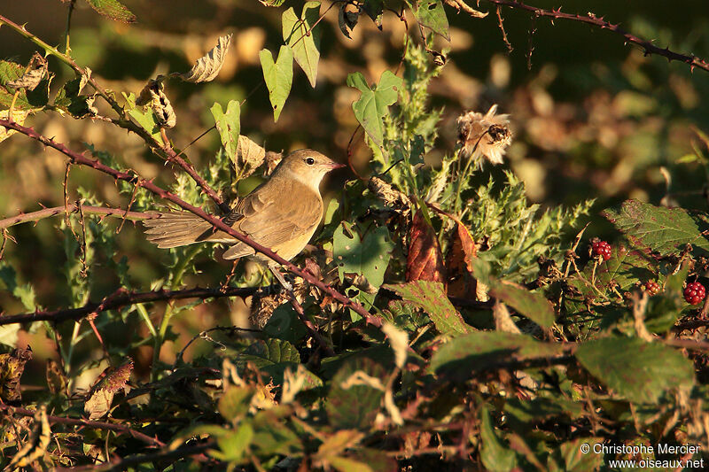 Garden Warbler