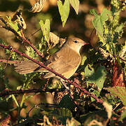 Garden Warbler