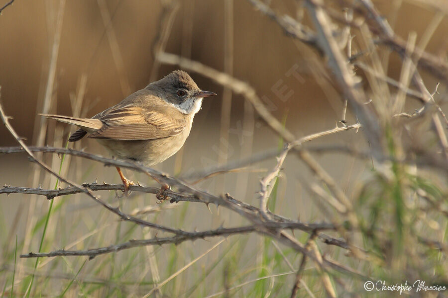 Common Whitethroat