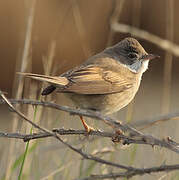 Common Whitethroat