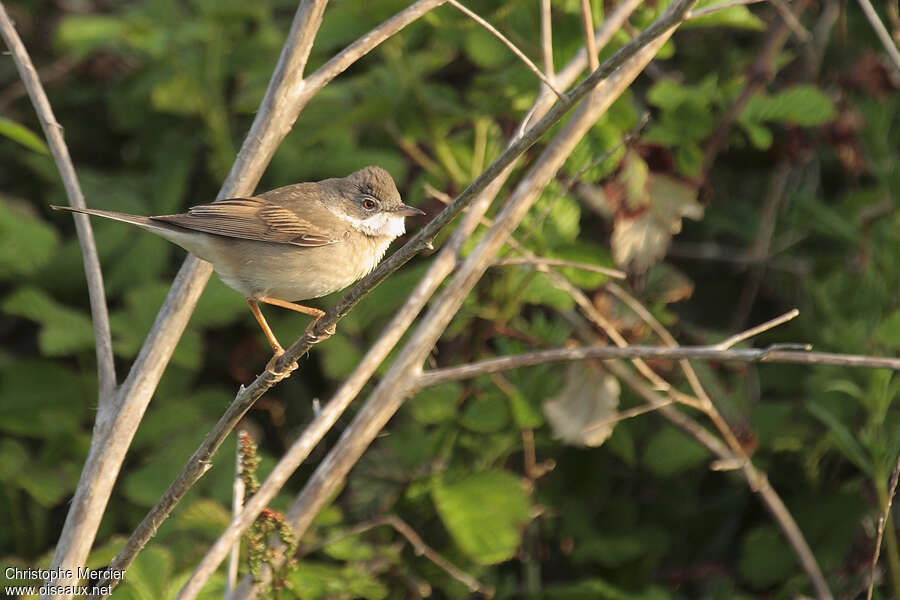 Common Whitethroat female adult