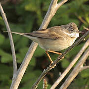 Common Whitethroat