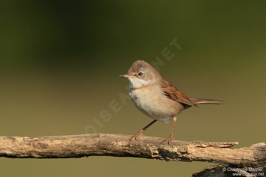 Common Whitethroat