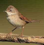 Common Whitethroat