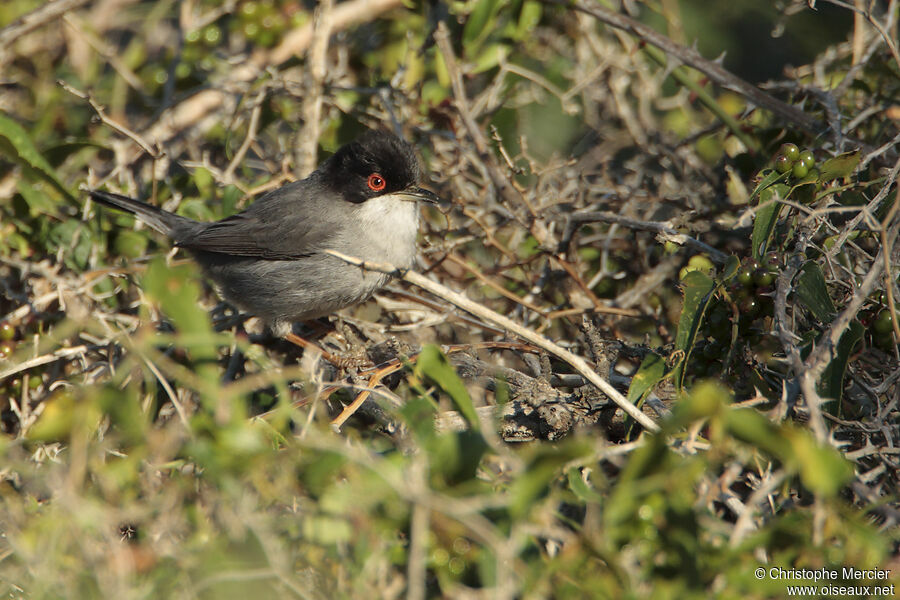 Sardinian Warbler