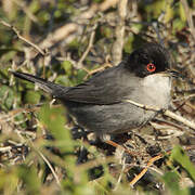 Sardinian Warbler