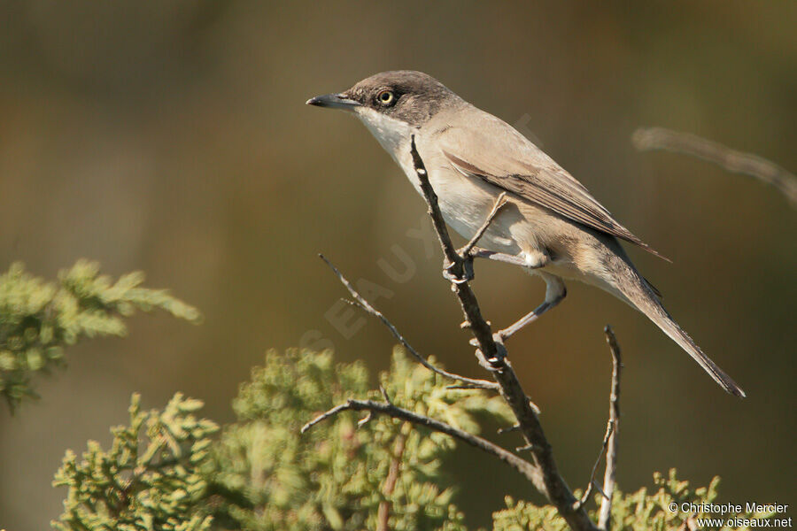 Western Orphean Warbler