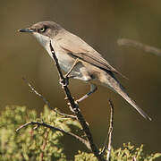 Western Orphean Warbler