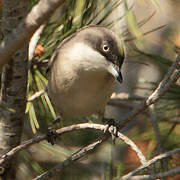 Western Orphean Warbler