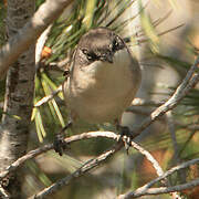 Western Orphean Warbler