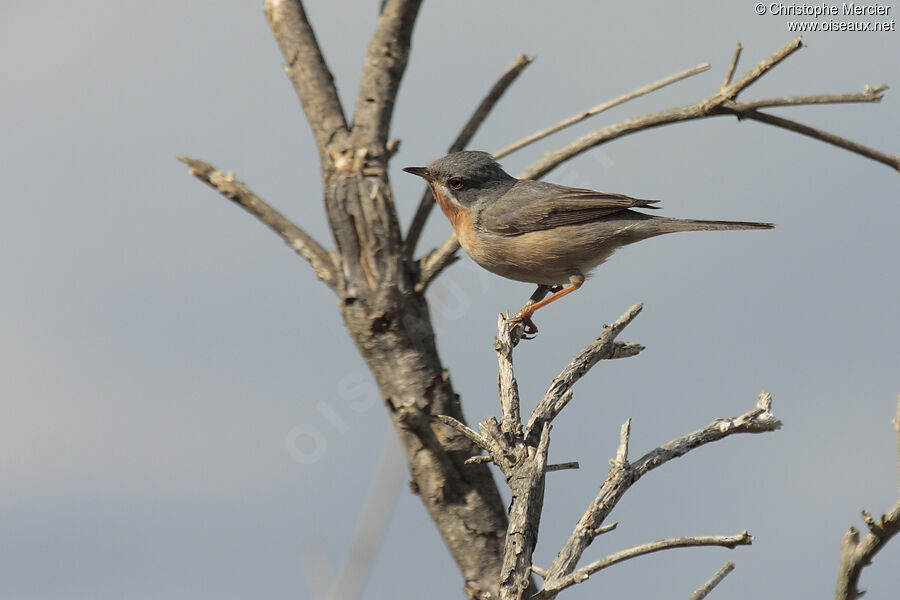 Subalpine Warbler