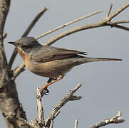 Western Subalpine Warbler