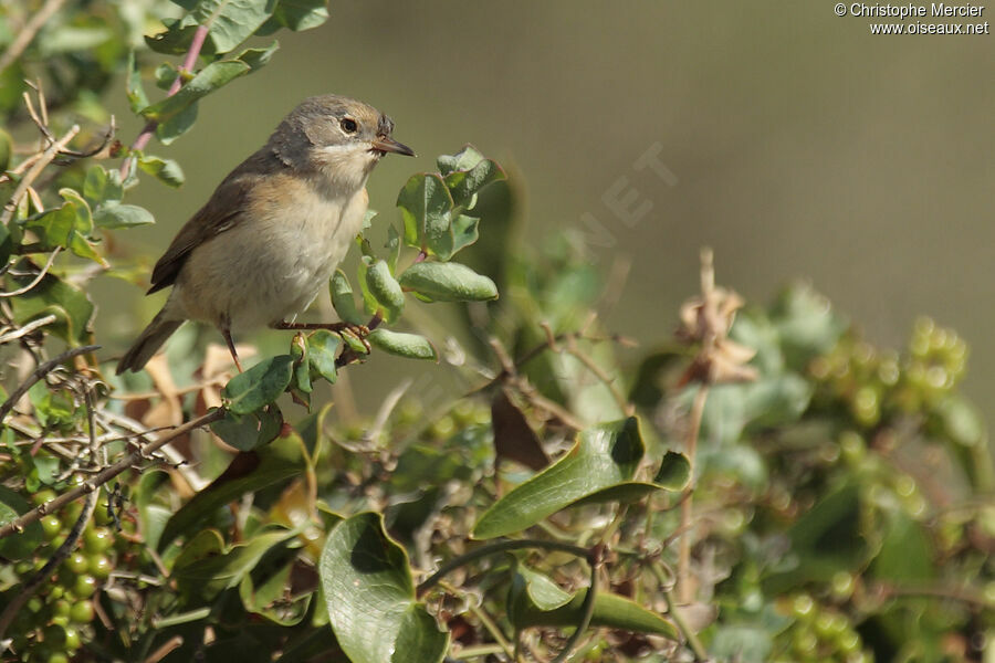 Western Subalpine Warbler