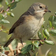 Western Subalpine Warbler