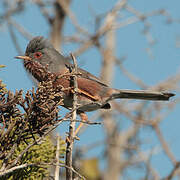 Dartford Warbler