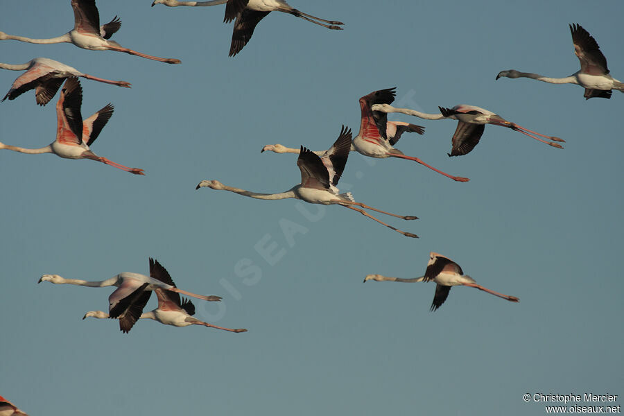 Flamant rose