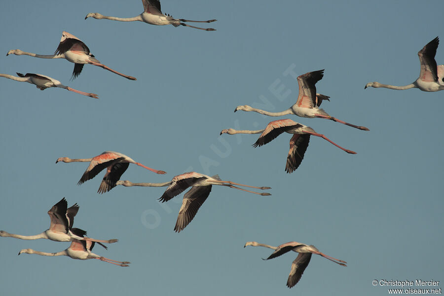 Flamant rose