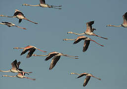 Greater Flamingo