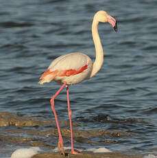 Flamant rose