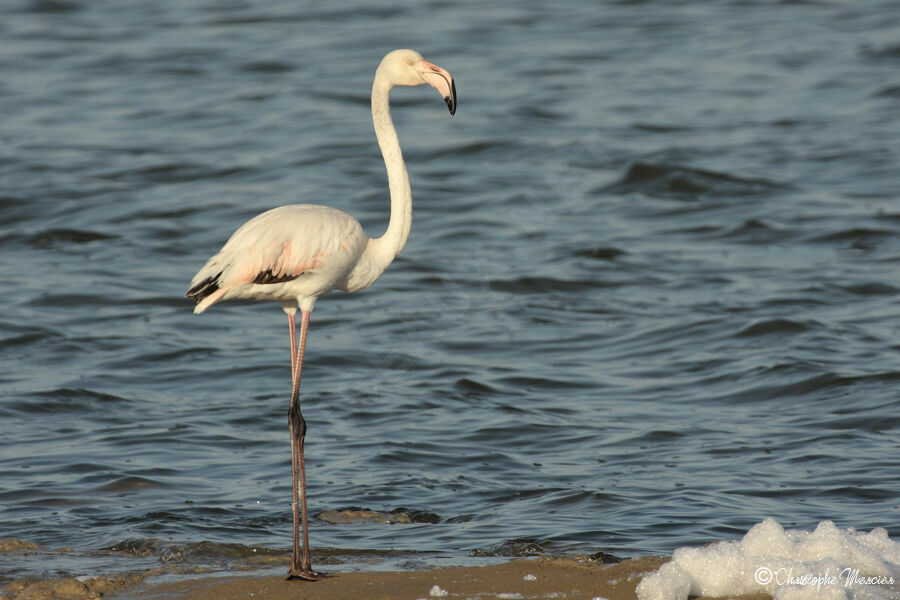 Flamant rose