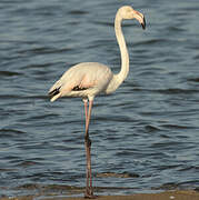 Greater Flamingo