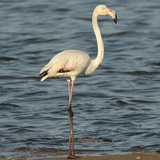 Flamant rose