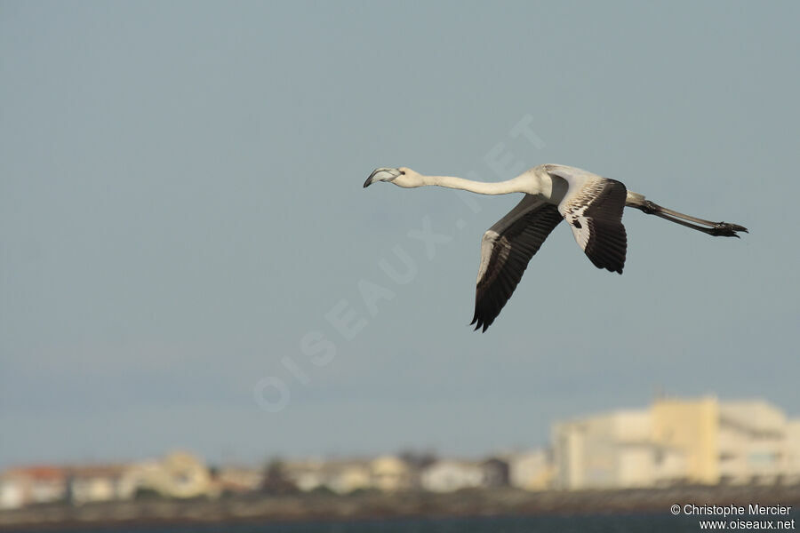 Greater Flamingo