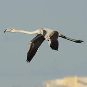 Flamant rose