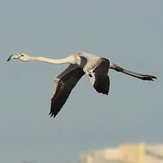 Flamant rose