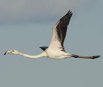 Flamant rose