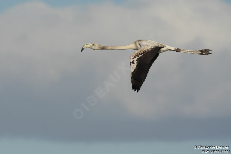 Greater Flamingo