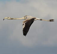 Greater Flamingo