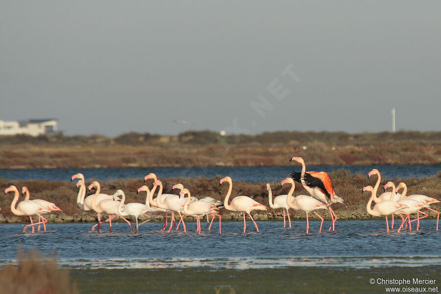 Flamant rose