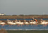 Flamant rose