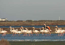 Greater Flamingo