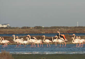 Flamant rose