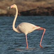 Flamant rose