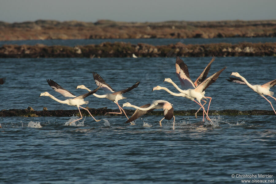 Flamant rose