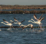 Flamant rose